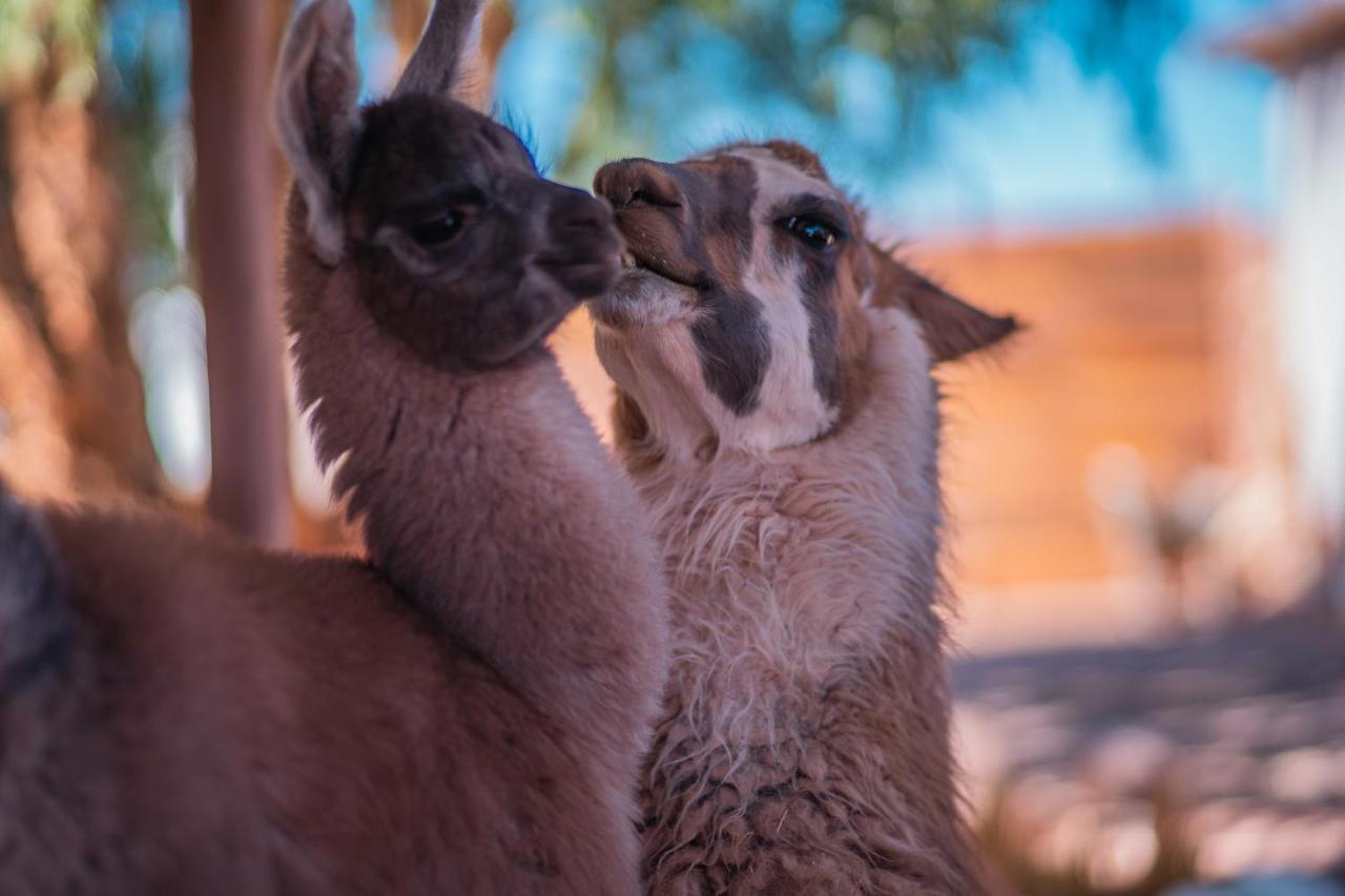 Cabanas Voyage Atacama サン・ペドロ・デ・アタカマ エクステリア 写真