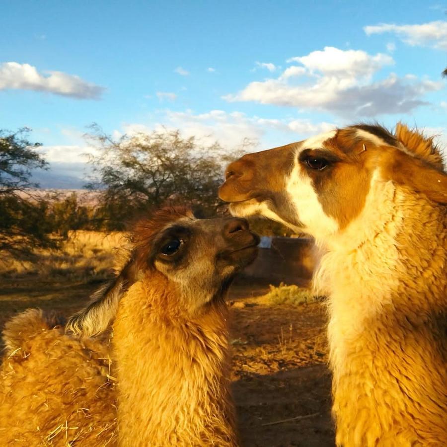 Cabanas Voyage Atacama サン・ペドロ・デ・アタカマ エクステリア 写真