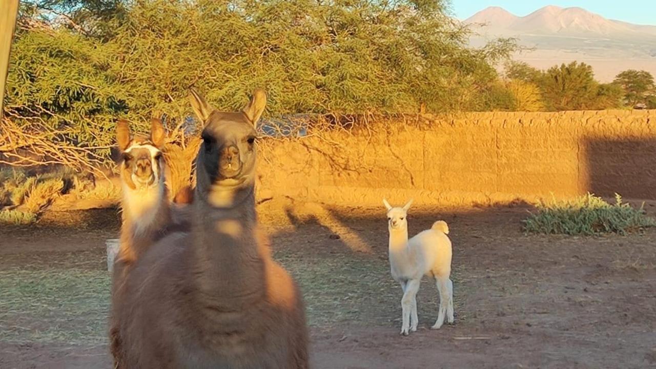 Cabanas Voyage Atacama サン・ペドロ・デ・アタカマ エクステリア 写真