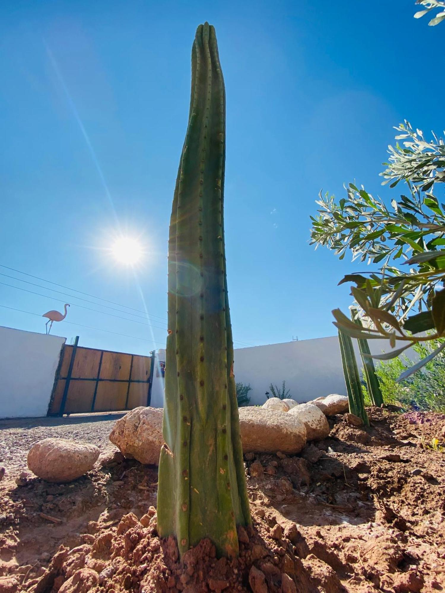 Cabanas Voyage Atacama サン・ペドロ・デ・アタカマ エクステリア 写真