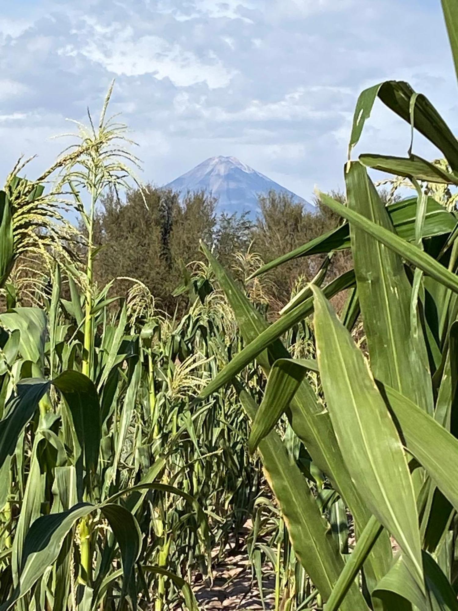 Cabanas Voyage Atacama サン・ペドロ・デ・アタカマ エクステリア 写真