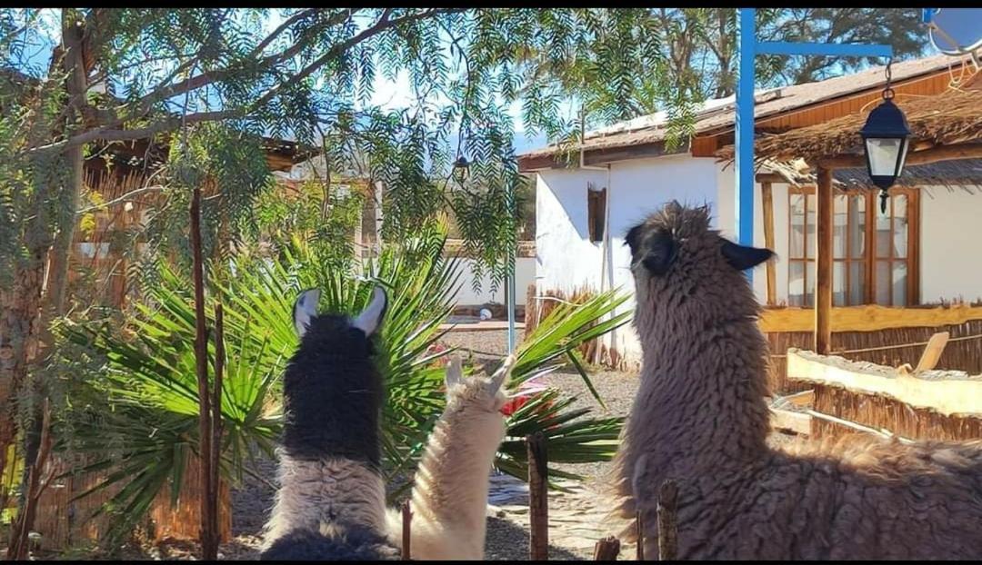 Cabanas Voyage Atacama サン・ペドロ・デ・アタカマ エクステリア 写真