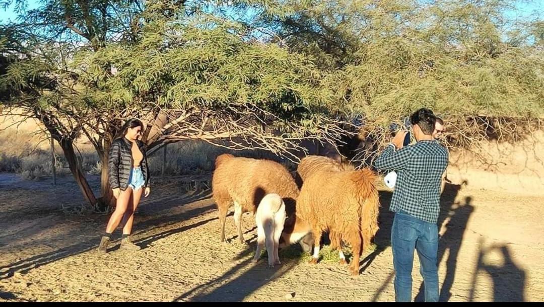 Cabanas Voyage Atacama サン・ペドロ・デ・アタカマ エクステリア 写真