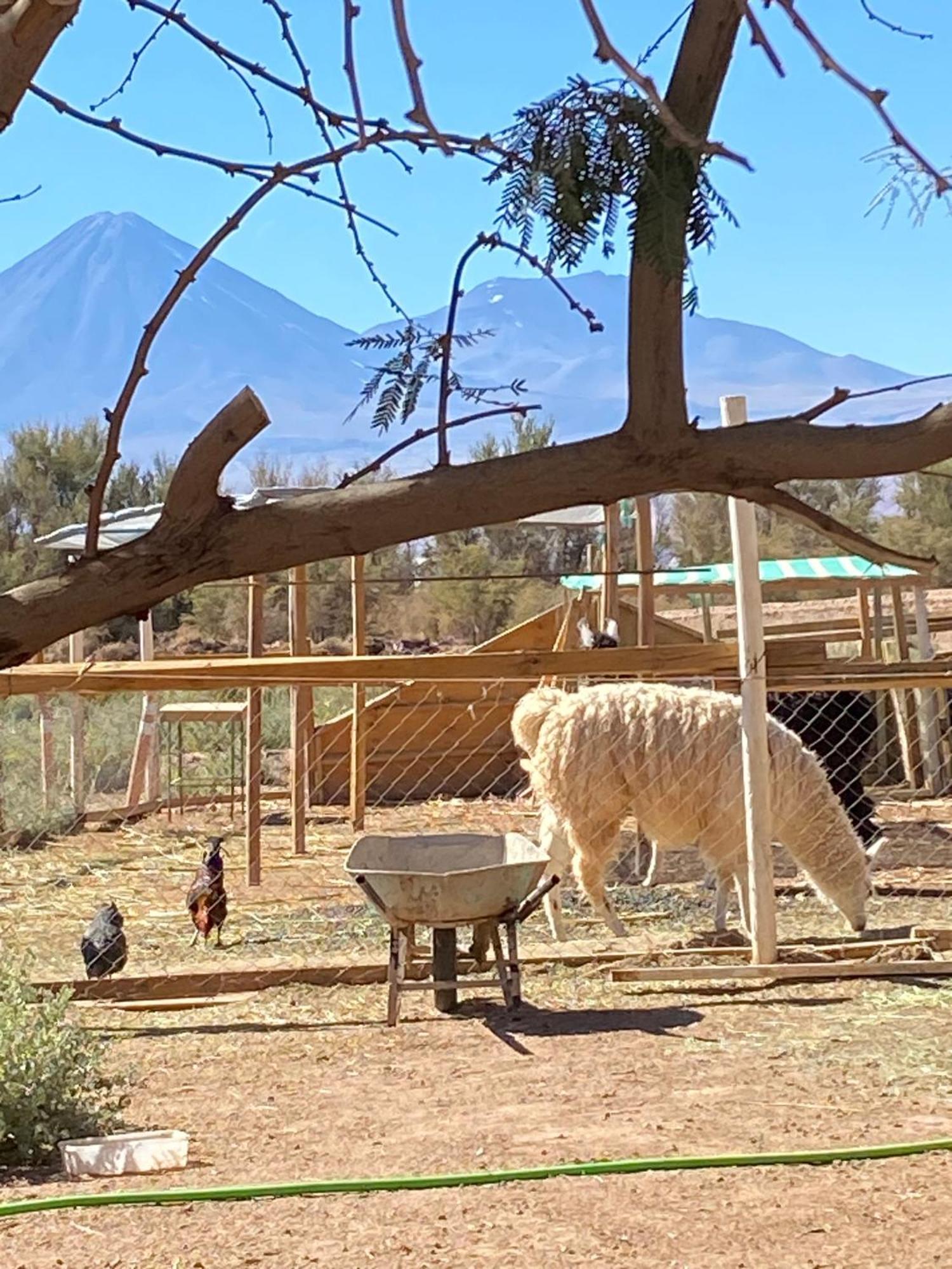 Cabanas Voyage Atacama サン・ペドロ・デ・アタカマ エクステリア 写真